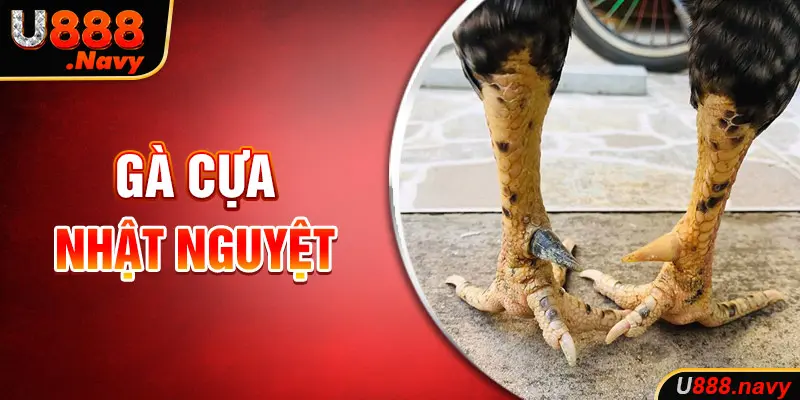 Gà cựa nhật nguyệt