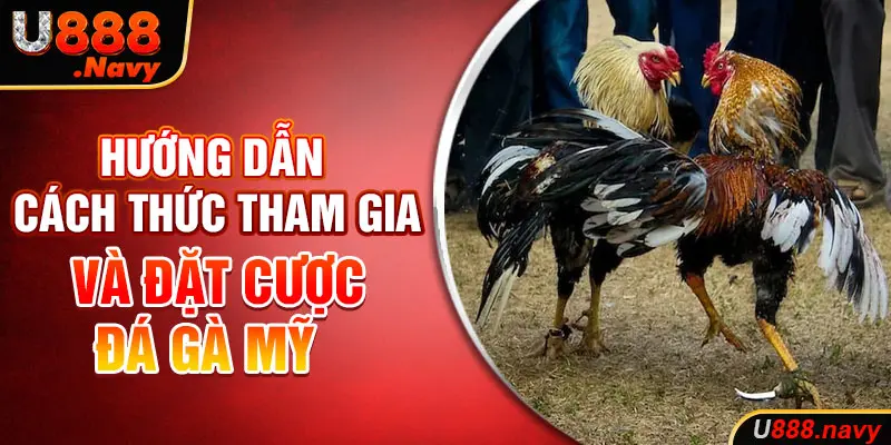 Hướng dẫn cách thức tham gia và đặt cược đá gà mỹ