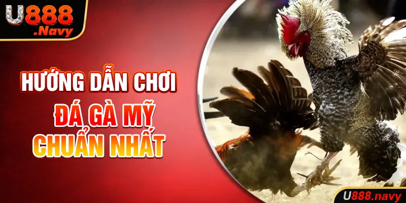 Hướng dẫn chơi đá gà mỹ chuẩn nhất
