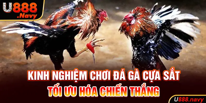 Kinh nghiệm chơi đá gà cựa sắt tối ưu hóa chiến thắng