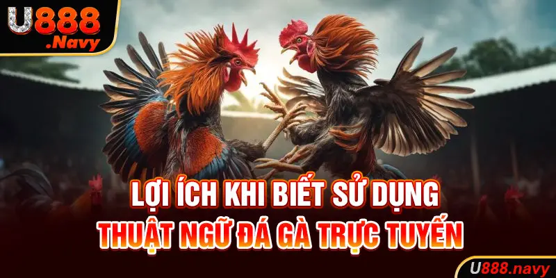 Lợi ích khi biết sử dụng thuật ngữ đá gà trực tuyến