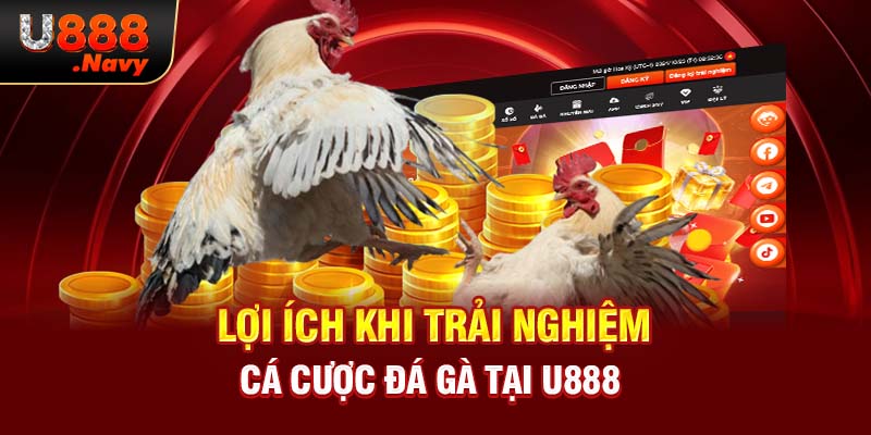 Lợi ích khi trải nghiệm cá cược đá gà tại U888