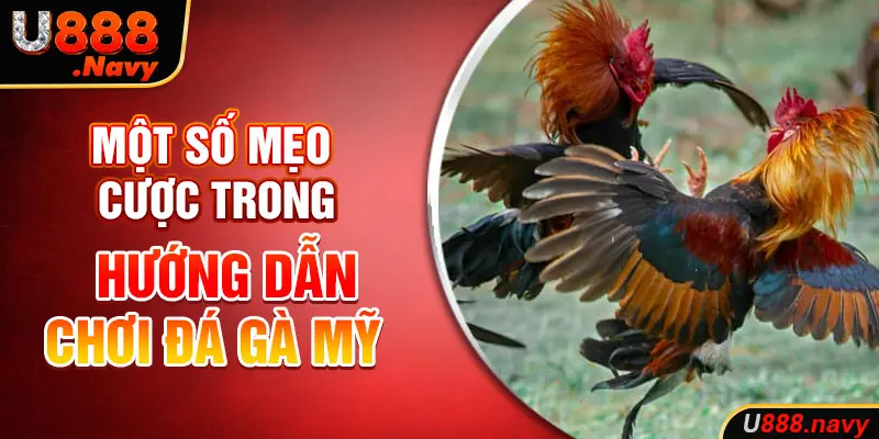 Một số mẹo cược trong hướng dẫn chơi đá gà