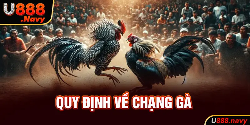 Quy định về chạng gà