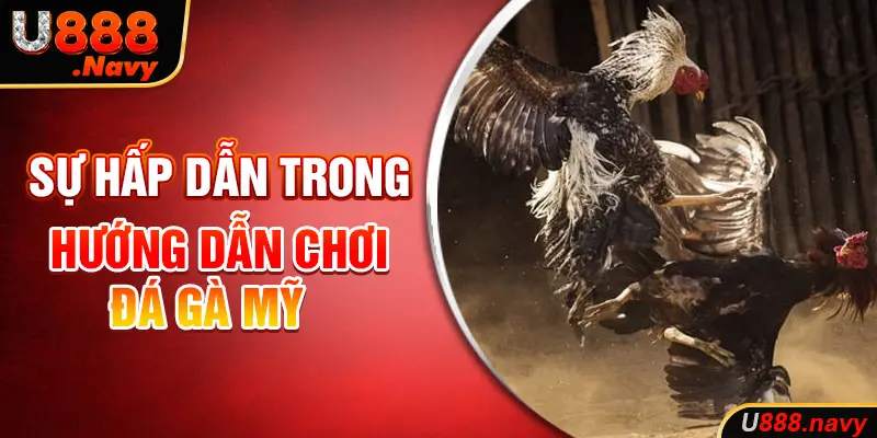 Sự hấp dẫn trong hướng dẫn chơi đá gà mỹ