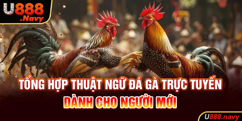 Tổng hợp thuật ngữ đá gà dành cho người mới